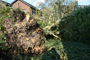 Berkenboom in de pastorietuin omgevallen